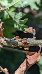 Disholcaspis mellifica