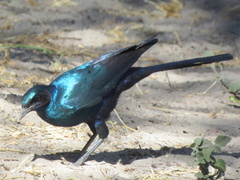 Lamprotornis australis