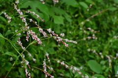 Polygonum jucundum