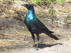 Lamprotornis australis