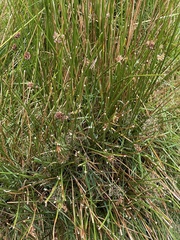 Juncus conglomeratus