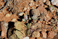 Helichrysum leontonyx