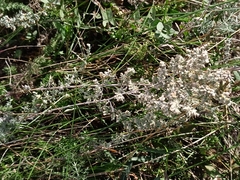 Artemisia austriaca