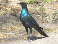 Lamprotornis australis