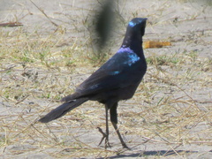 Lamprotornis australis