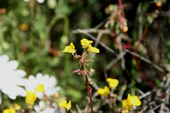 Hemimeris sabulosa
