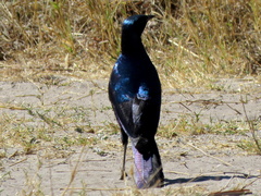 Lamprotornis australis