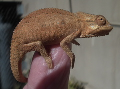 Bradypodion damaranum