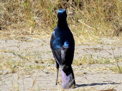 Lamprotornis australis