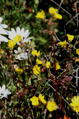 Hemimeris sabulosa