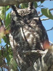 Bubo africanus africanus