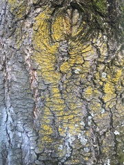 Chrysothrix candelaris