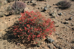 Hermannia grandiflora