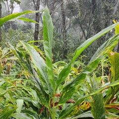Alpinia