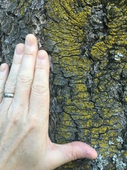 Chrysothrix candelaris