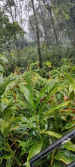 Alpinia