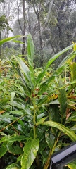 Alpinia