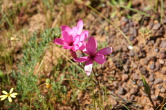 Hesperantha pauciflora