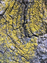 Chrysothrix candelaris