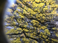 Chrysothrix candelaris