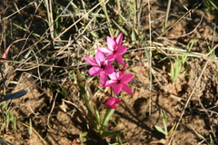 Hesperantha pauciflora