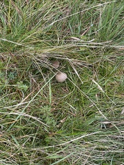 Entoloma conferendum