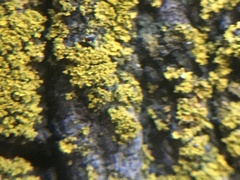 Chrysothrix candelaris