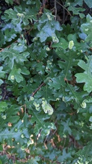 Aceria trichophila