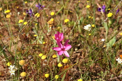 Hesperantha pauciflora