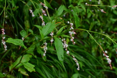 Polygonum jucundum