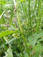 Sphenarium purpurascens