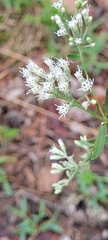 Eupatorium torreyanum