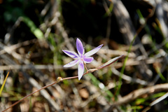 Hesperantha pilosa