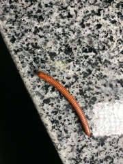 Trigoniulus corallinus