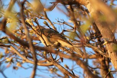 Turdus amaurochalinus