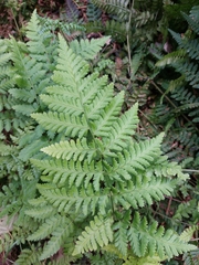 Dryopteris dilatata