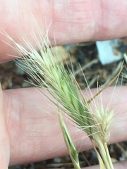 Hordeum murinum