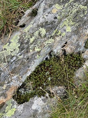 Polytrichum piliferum