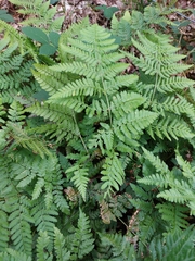 Dryopteris dilatata