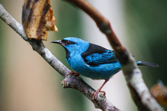 Dacnis cayana