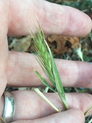 Hordeum murinum