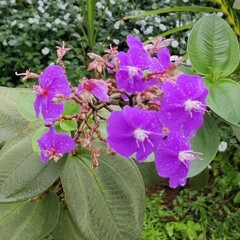 Pleroma heteromallum