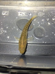 Channa striata