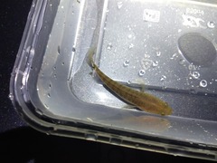 Channa striata