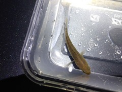 Channa striata