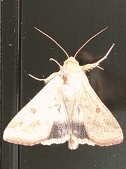 Helicoverpa armigera
