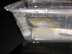 Trichopodus trichopterus