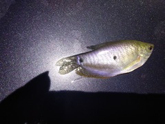 Trichopodus trichopterus