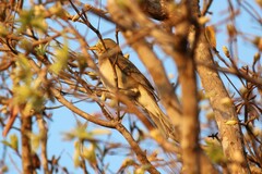 Turdus amaurochalinus
