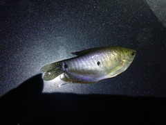 Trichopodus trichopterus